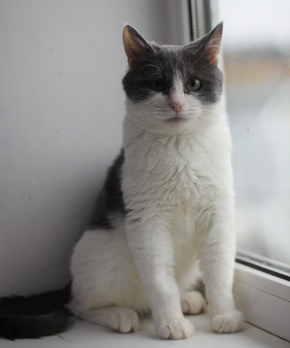 Коржик, 11 месяцев, Двухцветный