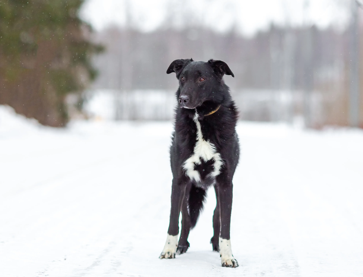 Денвер, 9 лет, Черный