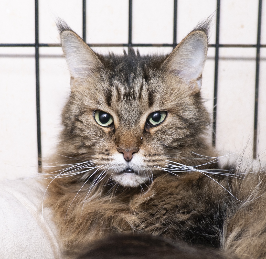 Милана, 7 лет, Полосатая