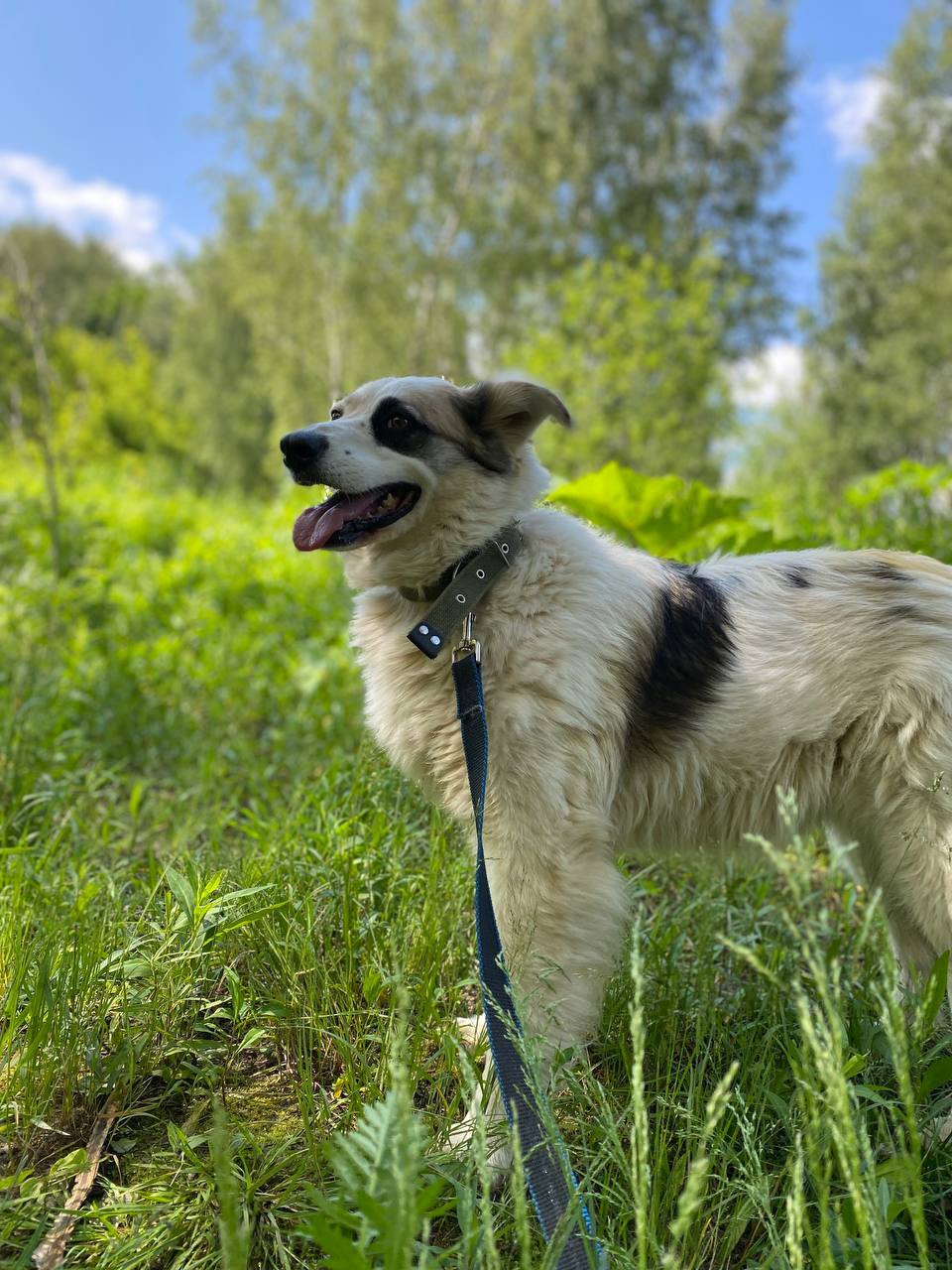Панда, 7 лет, Двухцветная